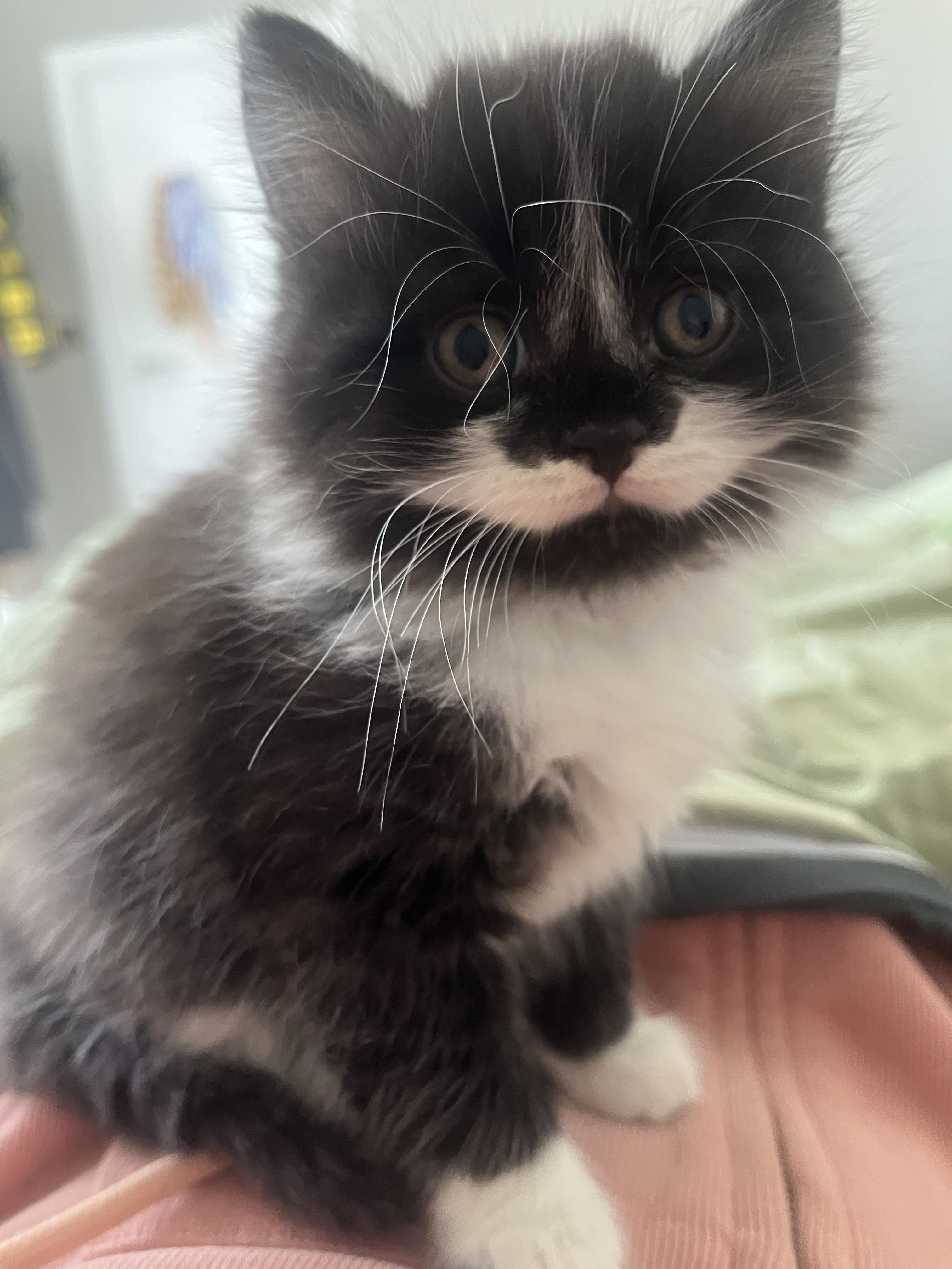 My cat